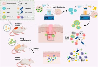 Antibacterial and anti-inflammatory ZIF-8@Rutin nanocomposite as an efficient agent for accelerating infected wound healing